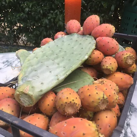 5 Colli فندق مبيت وإفطار 3*